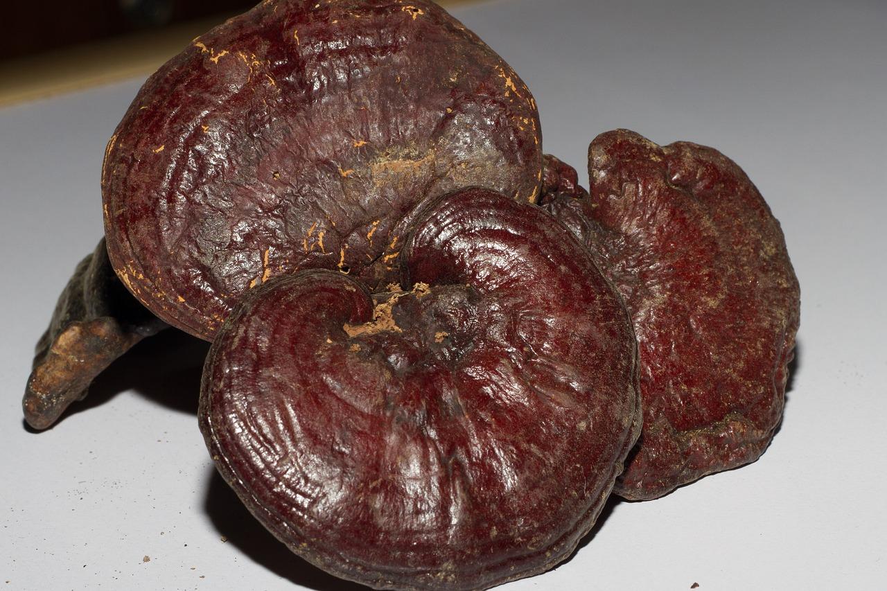 fantastique champignon reishi, ganoderma lucidum