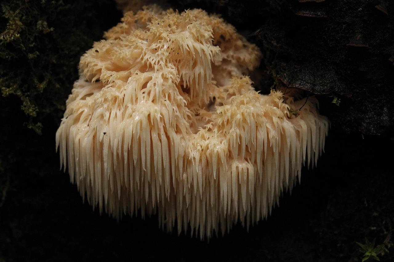 le champignon hericium erinaceus, hydne hérisson, crinière de lion ou lion's mane
